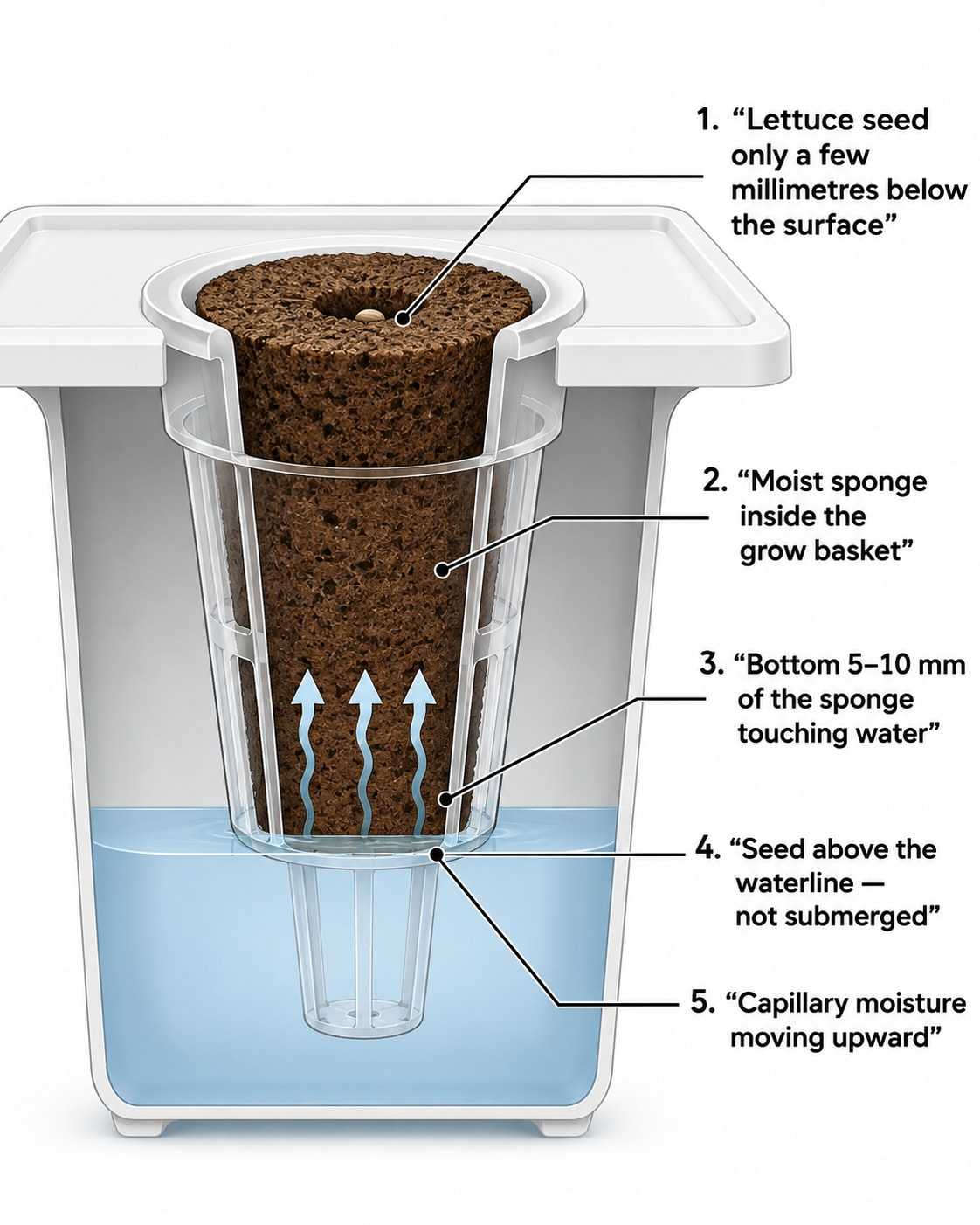 Cross-section showing a lettuce seed near the surface, a moist sponge inside its grow basket, the bottom of the sponge touching the water and capillary moisture moving upward