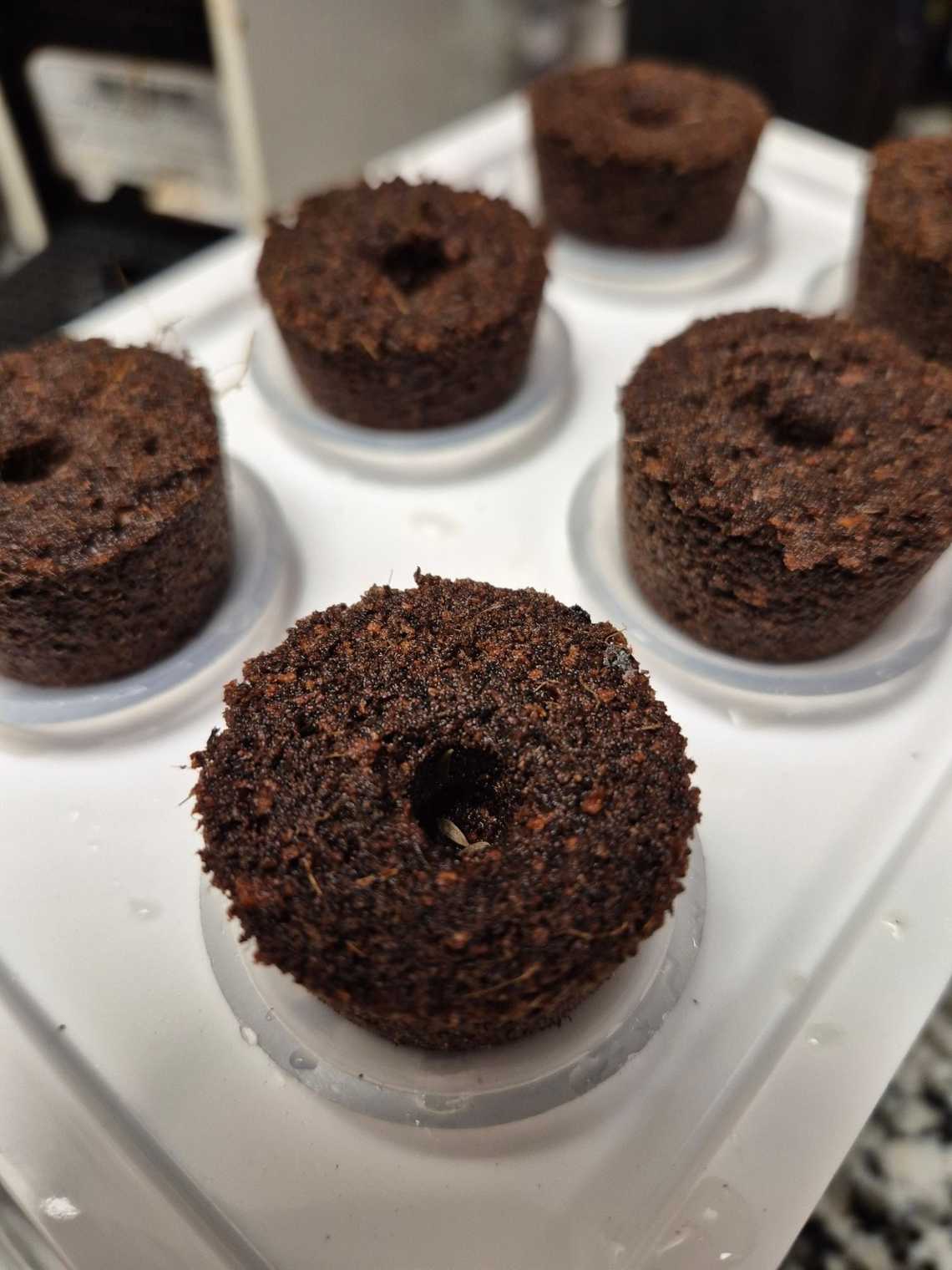 Close view of Bibb lettuce seeds placed in the center holes of wet hydroponic growing sponges