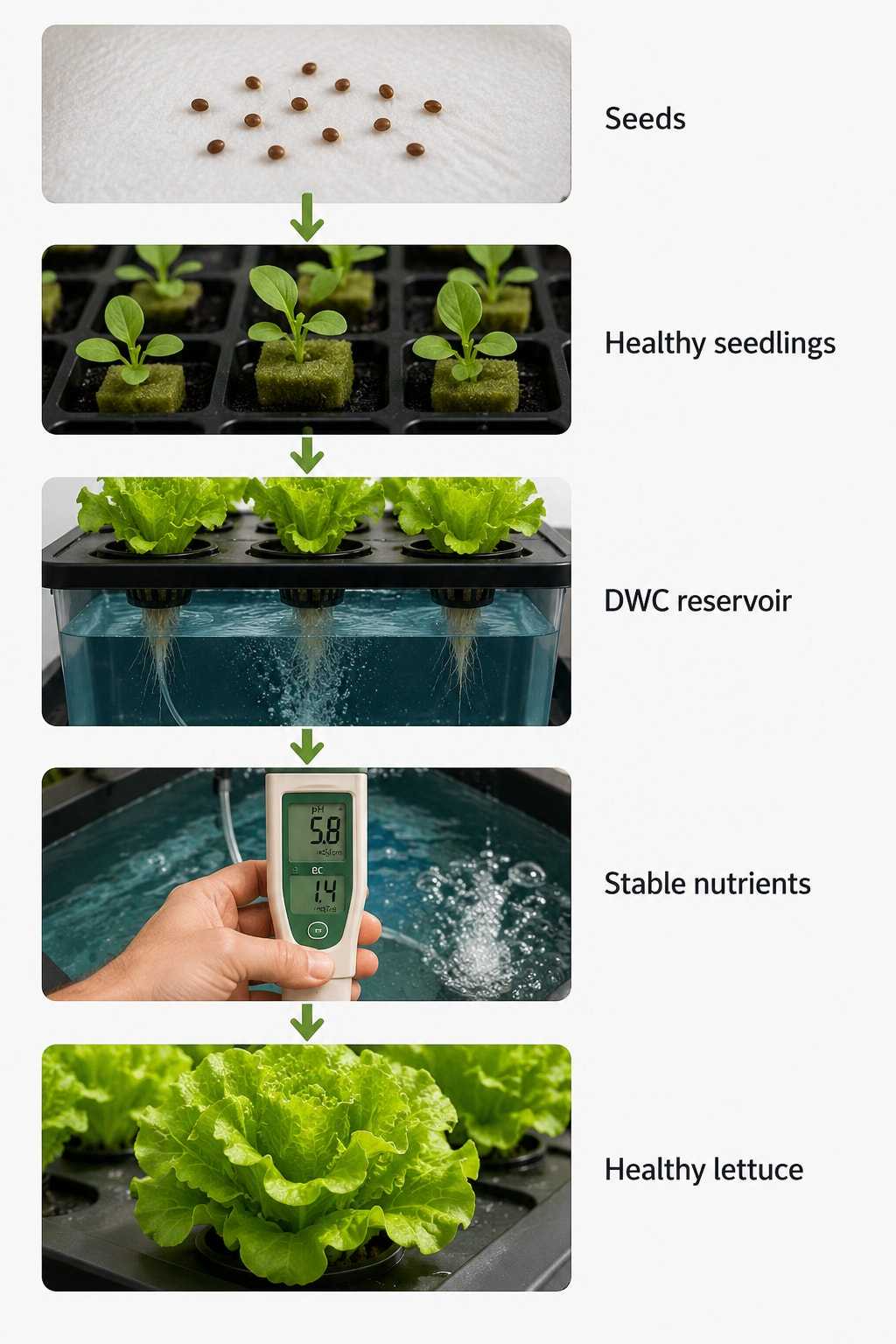 Hydroponic growing sequence from seeds to healthy seedlings, a Deep Water Culture reservoir, stable nutrients and healthy lettuce